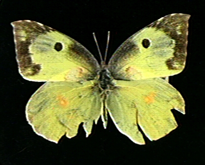Colias cesonia incomplete dogs head May COLCESO3 (Internet Image property of respective owner, non-commercial use only)